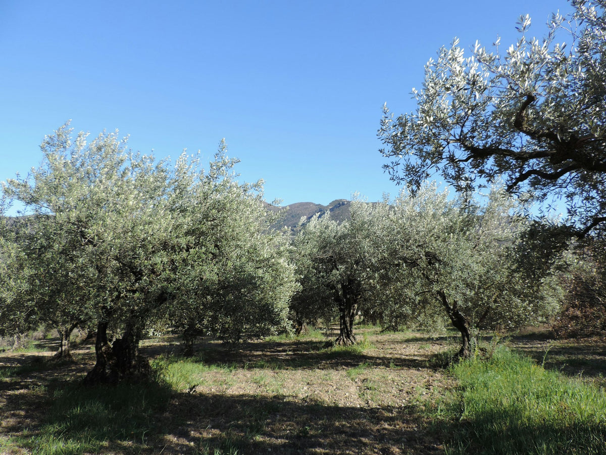 Alter Olivenhain im Mittelmeerraum